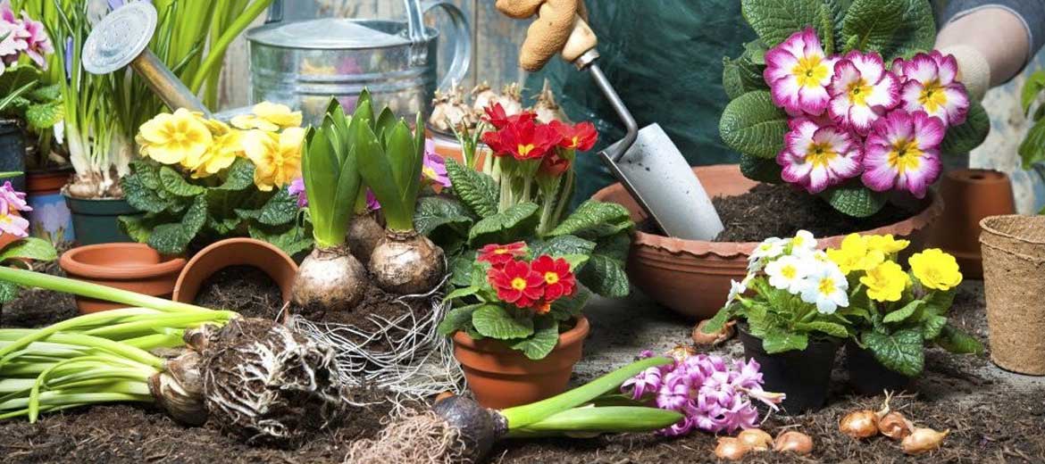 Five Summer Home Gardening Tips For Balcony & Outdoor Plants & Pots