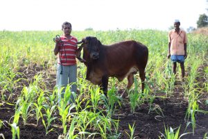 Vishwa Farming
